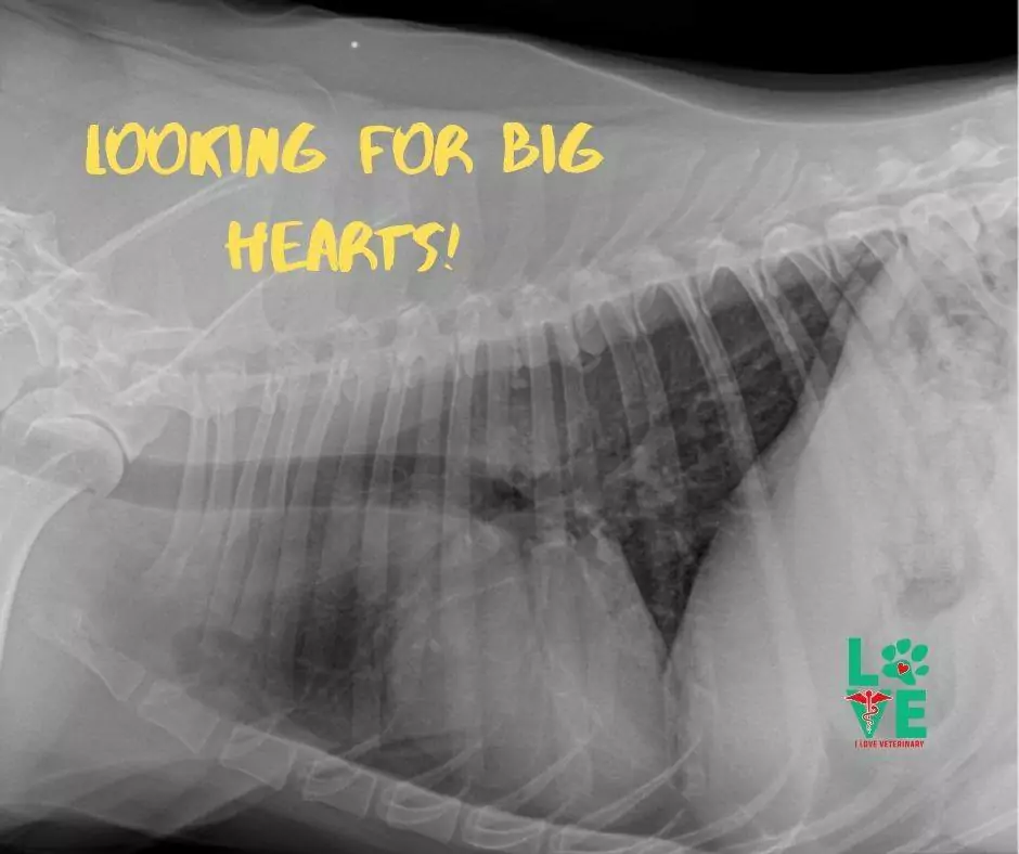 X-rays of an enlarged heart in dogs
