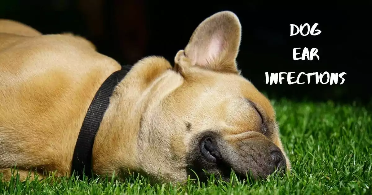 dog ear infections, french bulldog sleeping on the grass