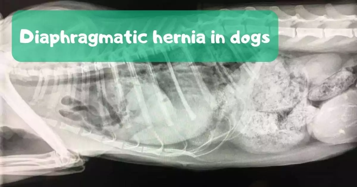 Diaphragmatic hernia in dogs