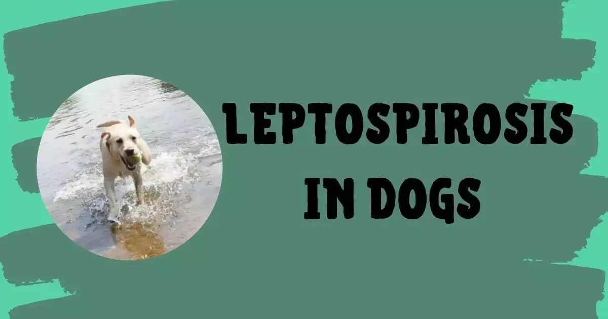 LEPTOSPIROSIS IN DOGS I Love Veterinary - Blog for Veterinarians, Vet Techs, Students