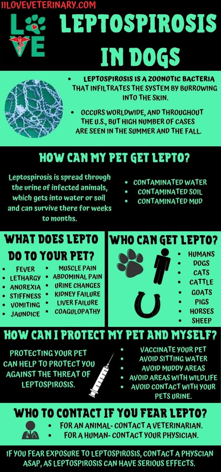 Leptospirosis in Dogs - I Love Veterinary