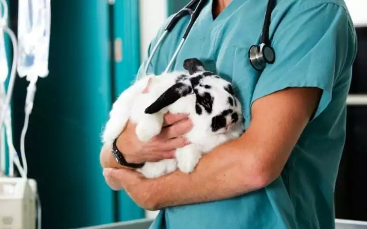 rabbit castration, I Love Veterinary