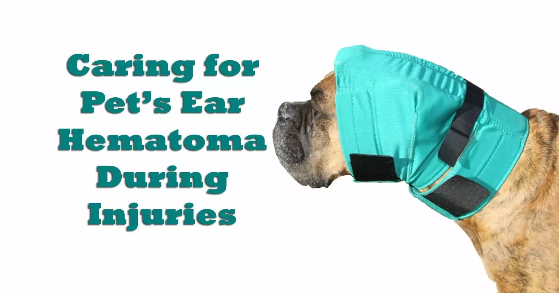 ematoma dell'orecchio in un cane, boxer
