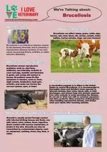 brucellosis infographic brucella cows I love veterinary