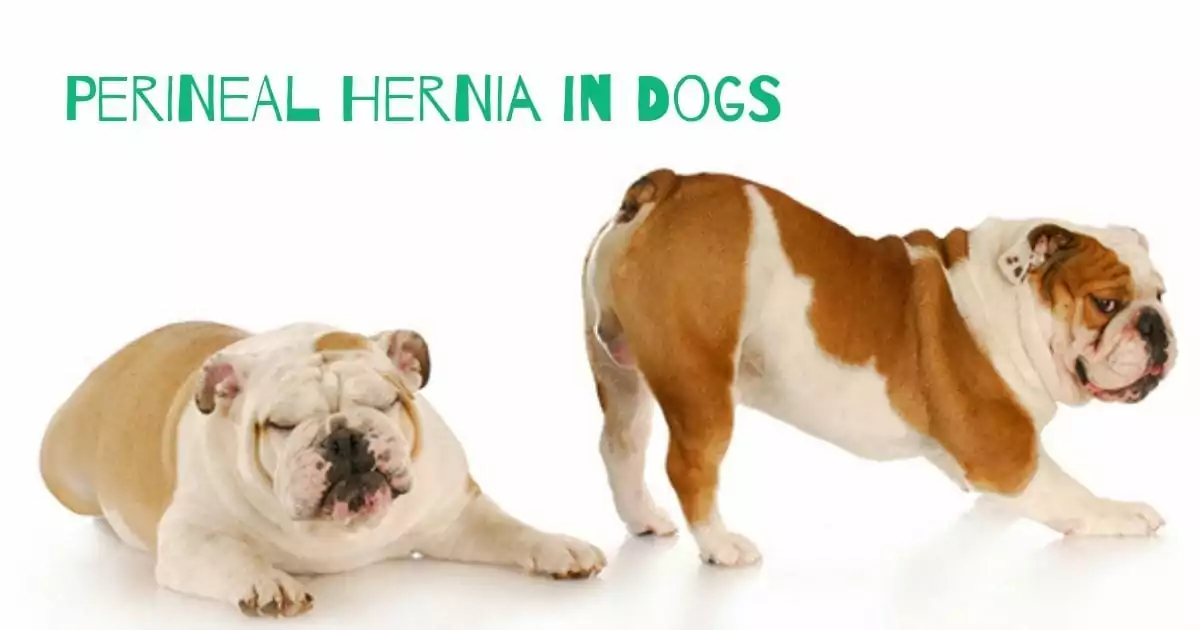 Perineal Hernia in Dogs