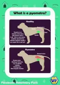 Pyometra explanation graphic