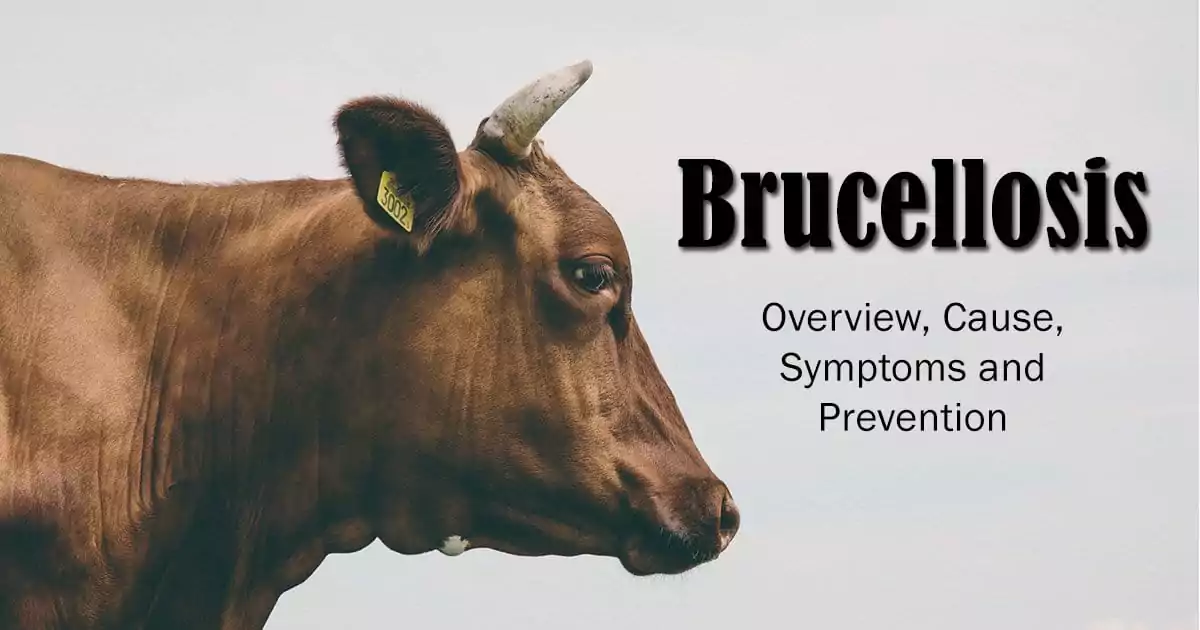 brucellosis Overview, Cause, Symptoms and Prevention I Love Veterinary
