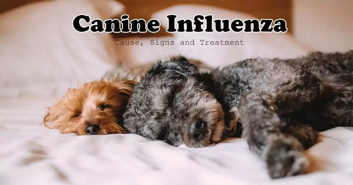 canine influenza, two dogs laying on bed I love veterinary