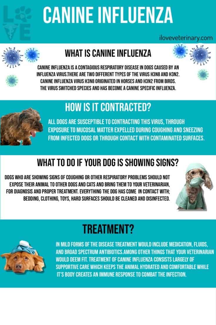 canine influenza virus infographic I love veterinary