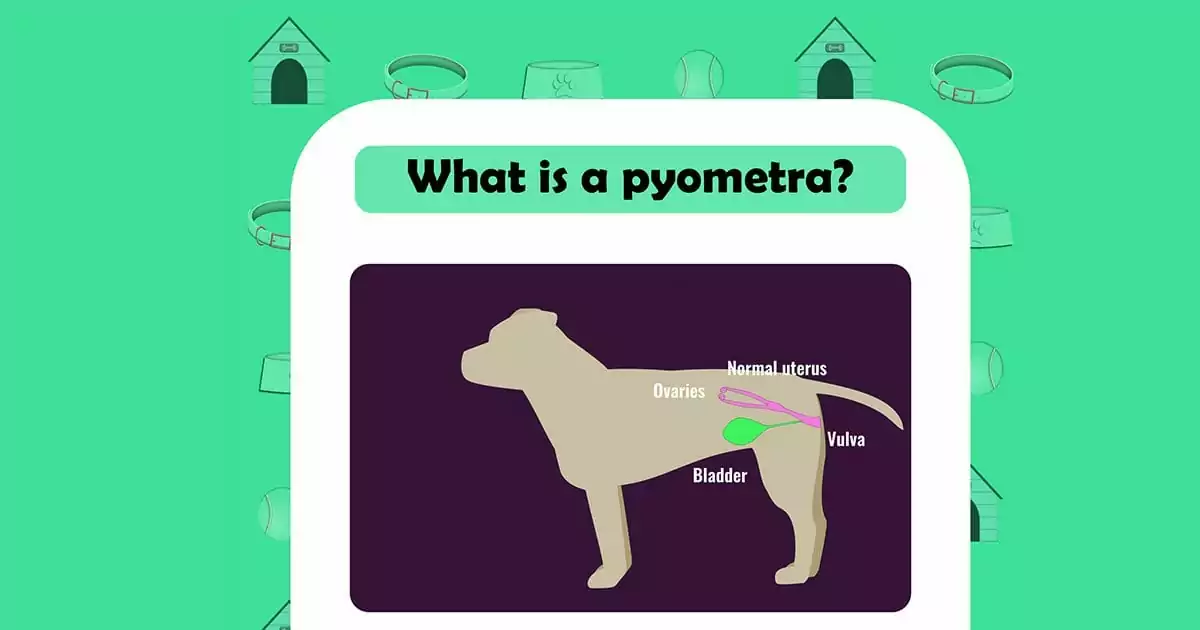 What is pyometra dog graphic I love veterinary
