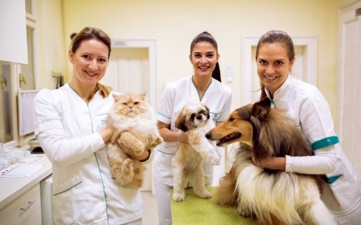 veterinary staff with dogs and a cat, I Love Veterinary