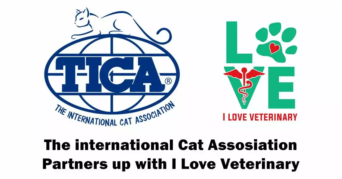 the international cat association partners up with I Love veterinary