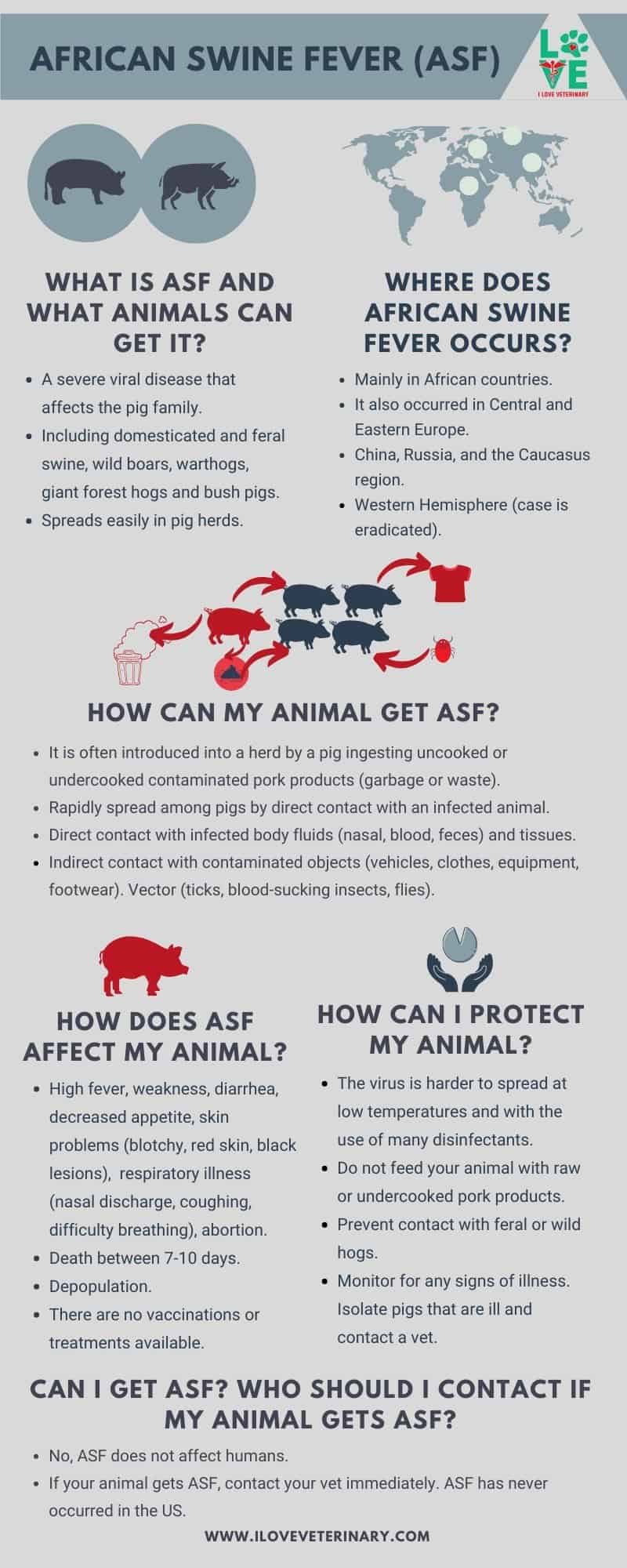 African Swine Fever factsheet infographic I Love Veterinary