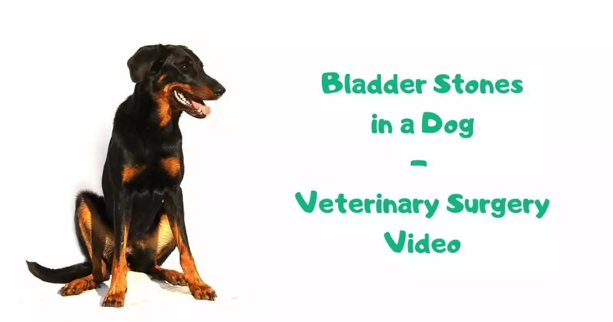 Bladder Stones in a Dog - Veterinary Surgery Video