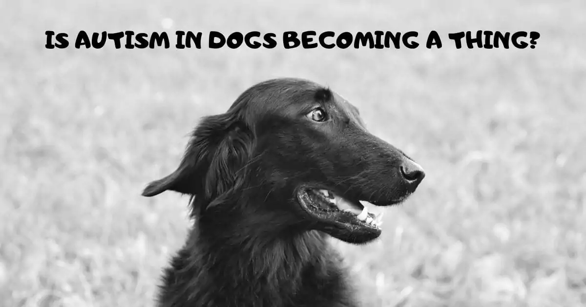 Is autism in dogs becoming a thing?