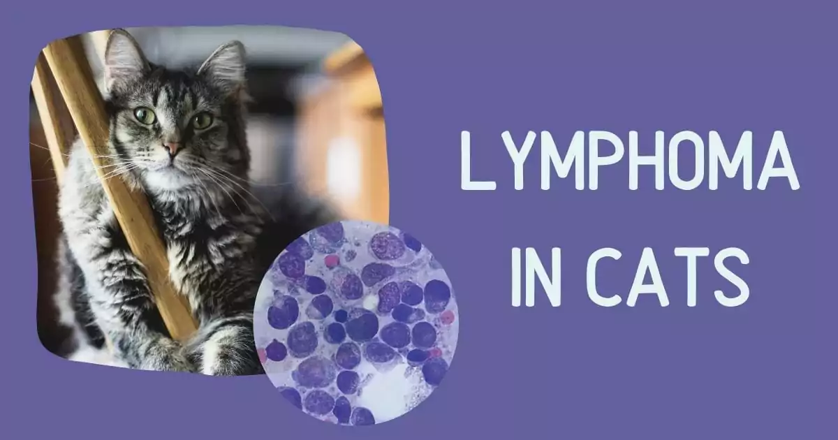 lymphoma in cats