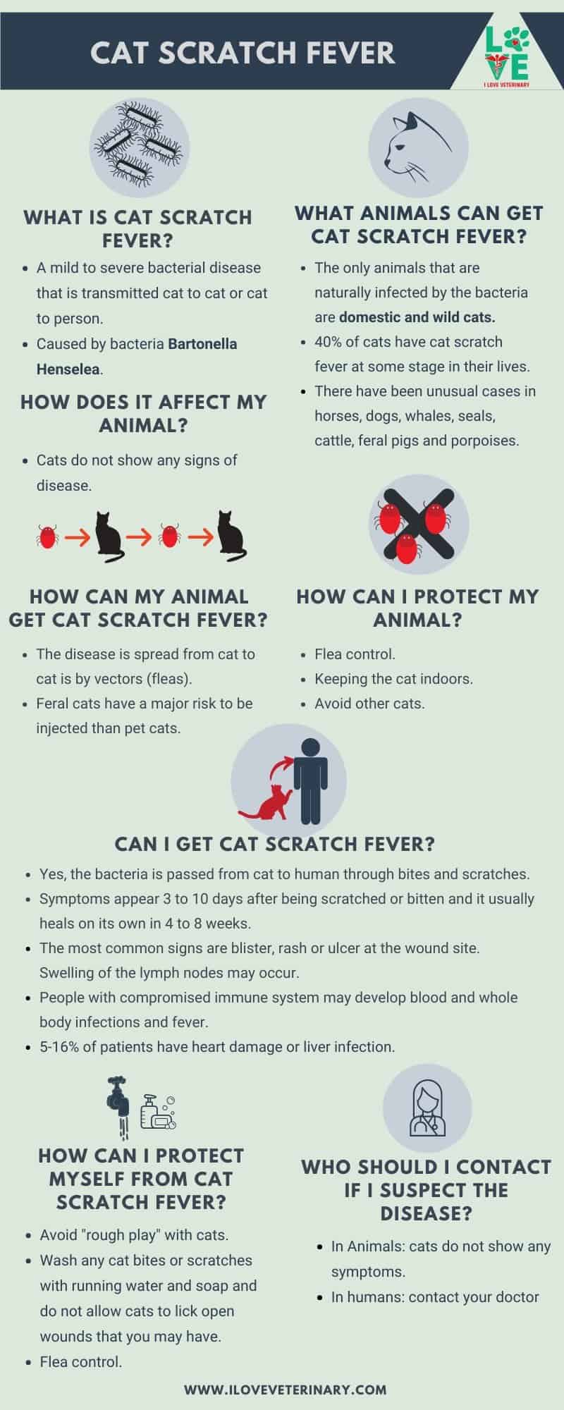 Cat scratch fever infographic I Love Veterinary