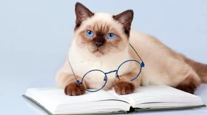 cat with eyeglasses and a book