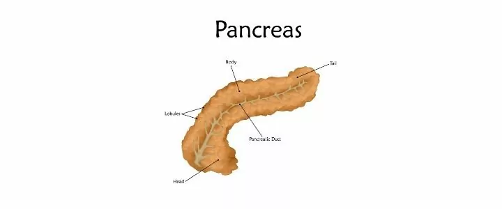 Pancreas anatomy explained