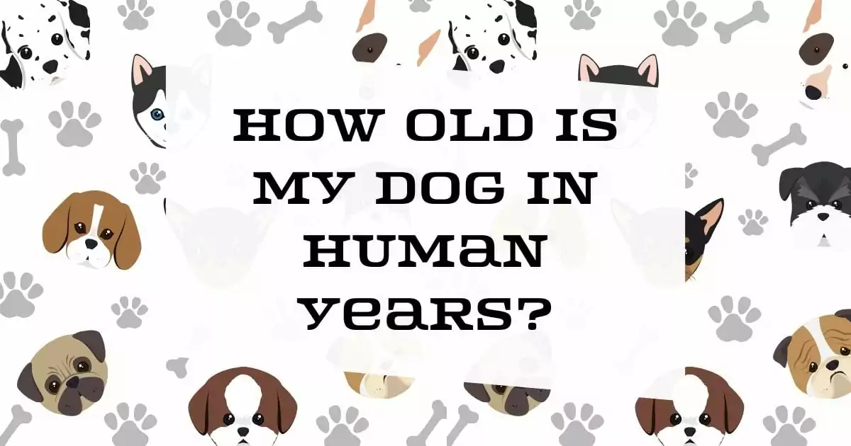 How old is my dog in Human years?