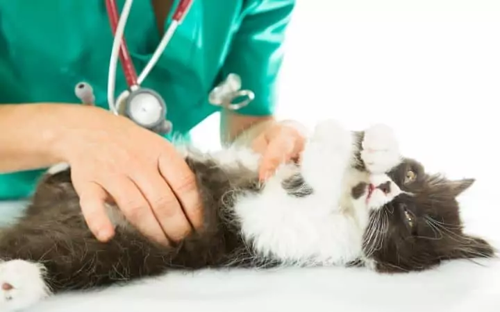 cat at the veterinarian being examined I Love Veterinary