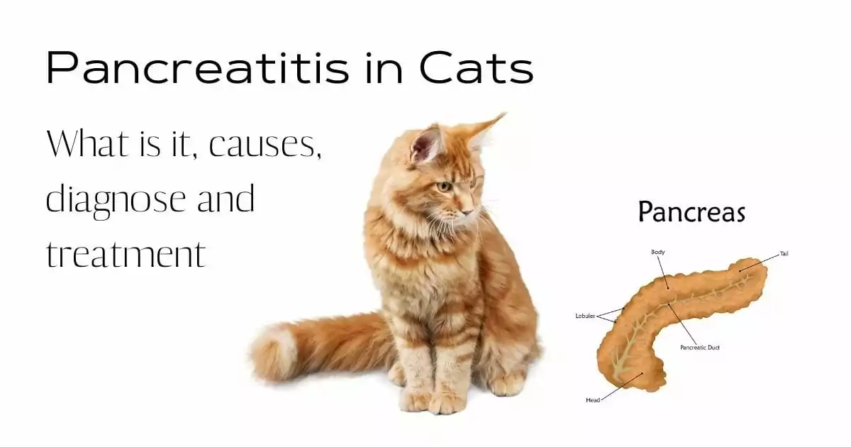 Pancreatitis in Cats What is it, causes, diagnose and treatment