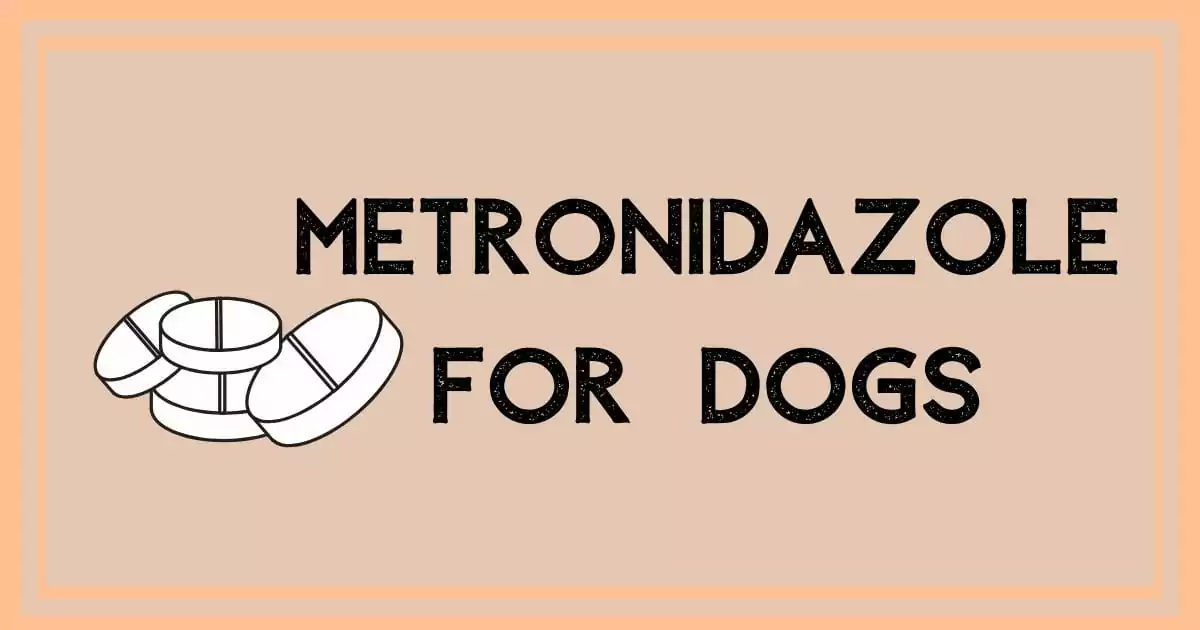 metronidazole for dogs I Love Veterinary