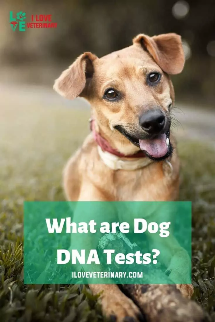 What are dog DNA tests? I Love Veterinary
