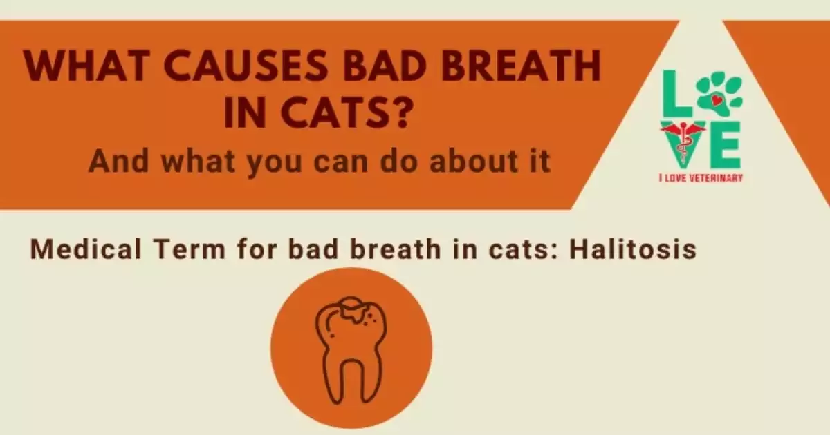 Qué causa el mal aliento en los gatos infográfico