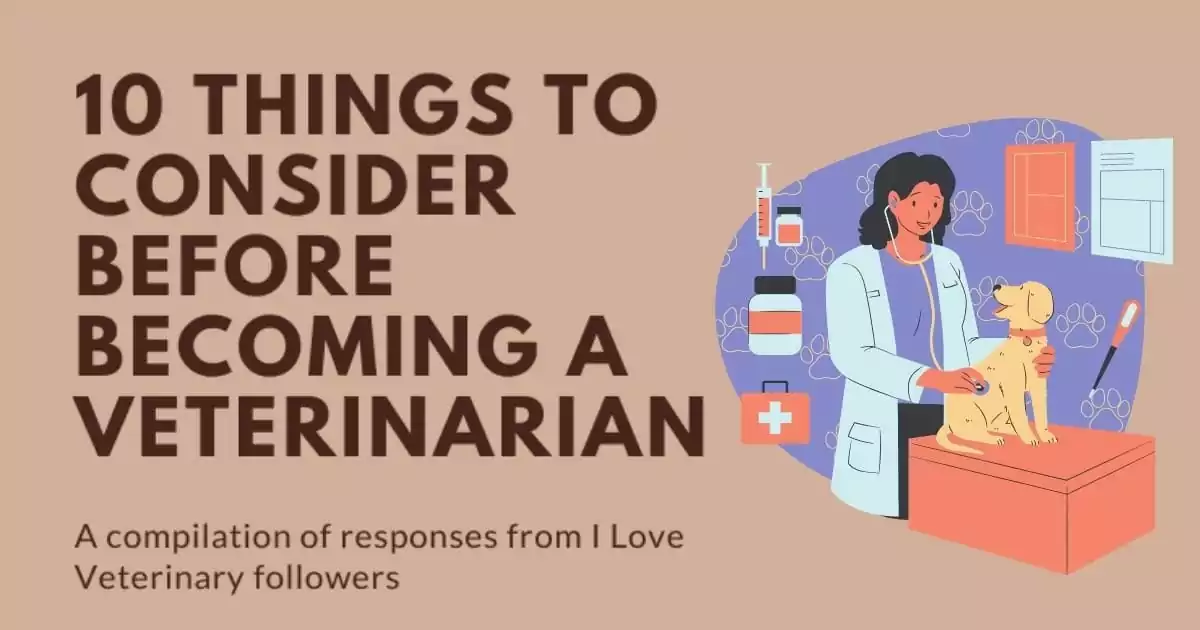 10 Things to Consider Before Becoming a Veterinarian I Love Veterinary