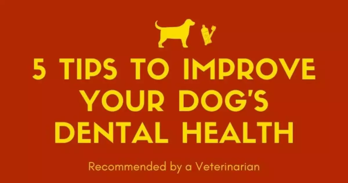 5 Tips to improve your dog's dental health I Love Veterinary