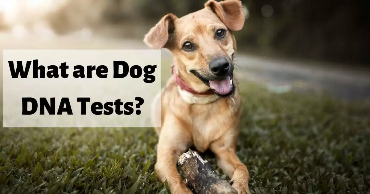 Dog Mutt laying on grass, what are dog DNA tests?I Love Veterinary