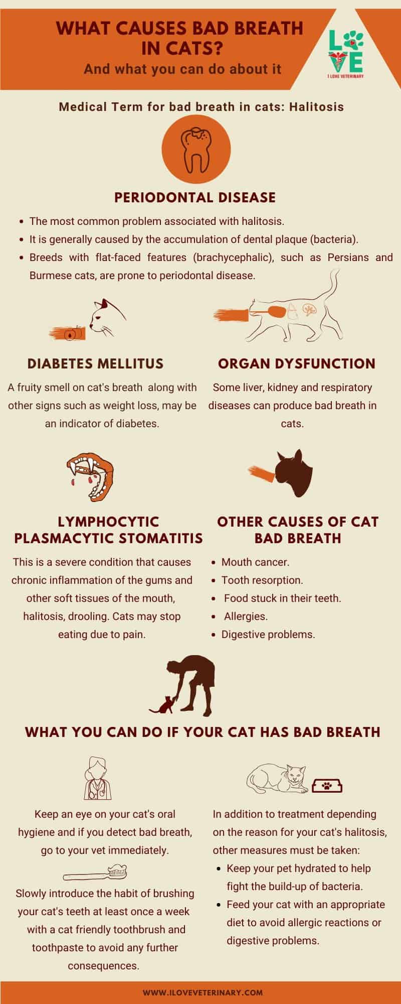 What causes bad breath in cats infographic