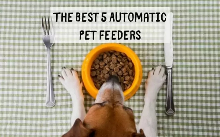 The Best 5 Automatic Pet Feeders I Love Veterinary