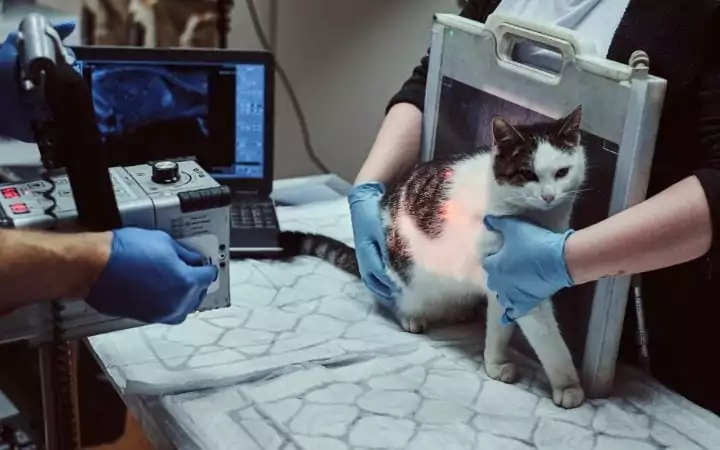 Cat having abdominal x ray I love veterinary