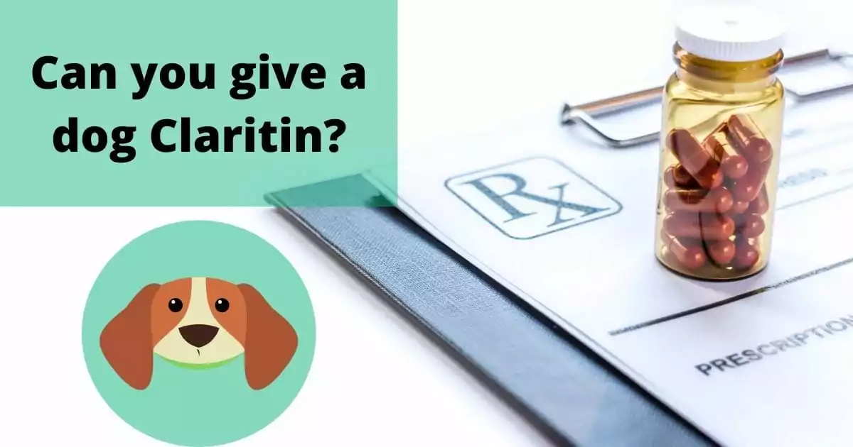 Can you give a dog Claritin? I love veterinary