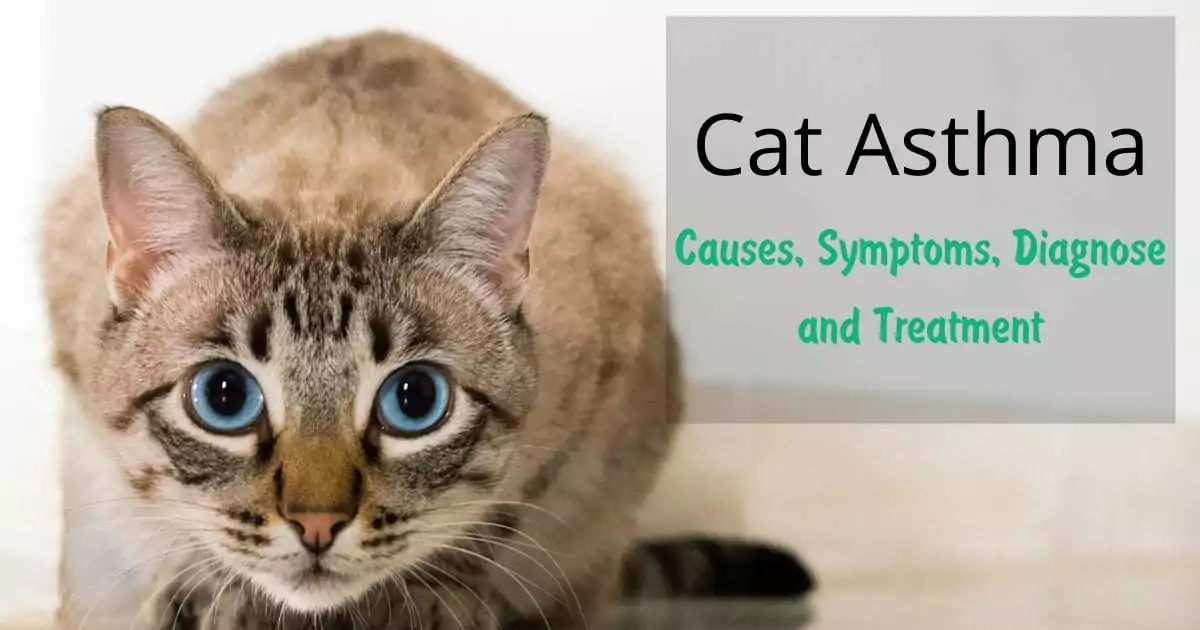 Cat Asthma - Causes, Symptoms, Diagnose and Treatment I love veterinary