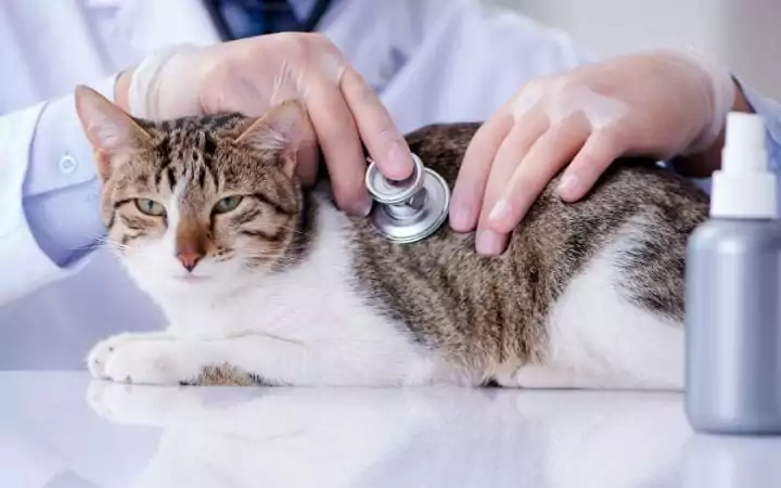 Cat asthma examination I love veterinary