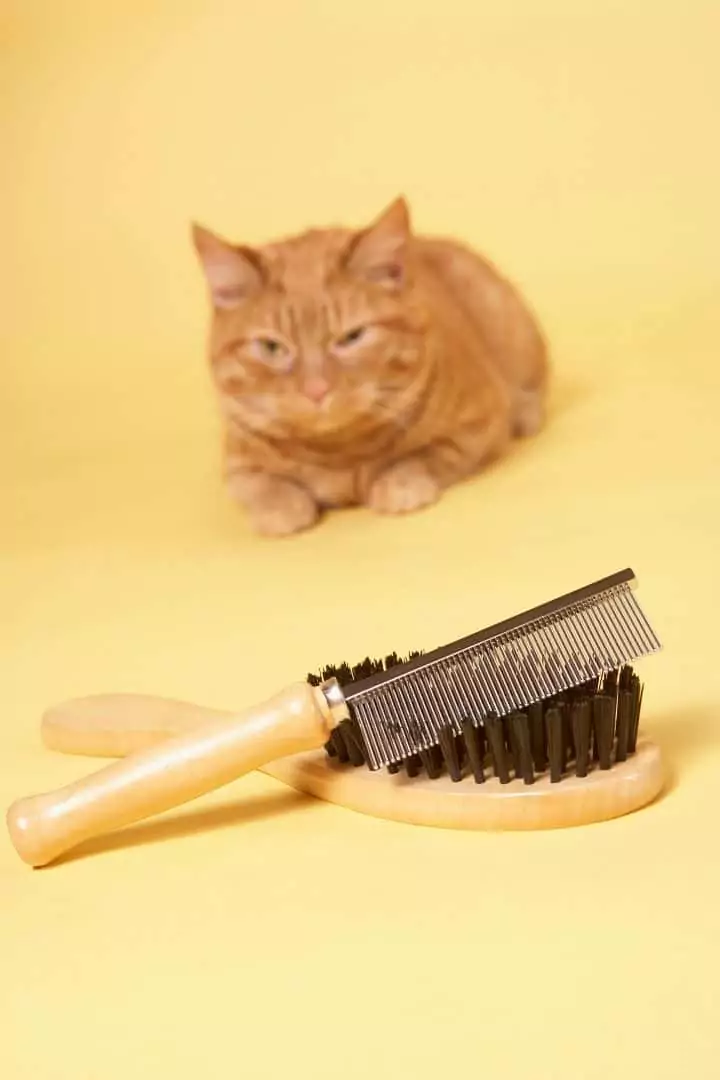 Cat brush I love veterinary