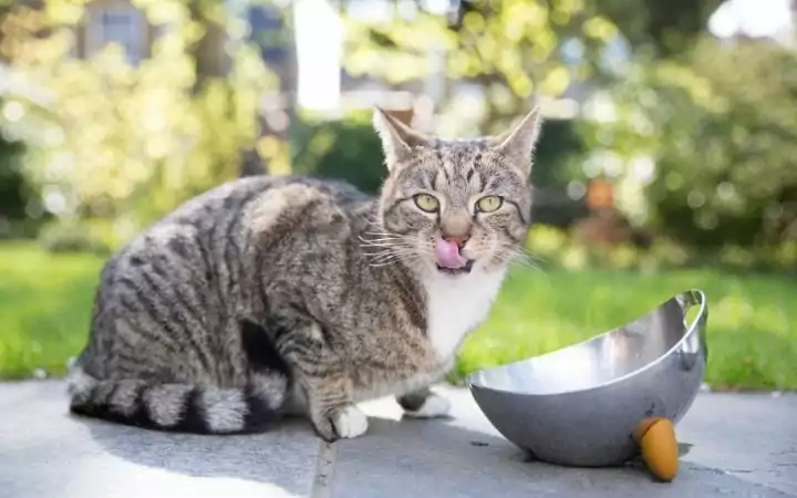 Cat drinking water I love veterinary