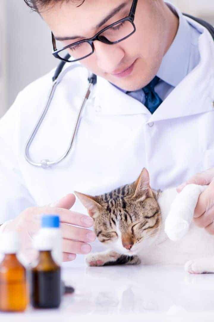 Cat with vet and medications I love veterinary