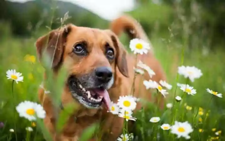 Dog and flowers I love veterinary
