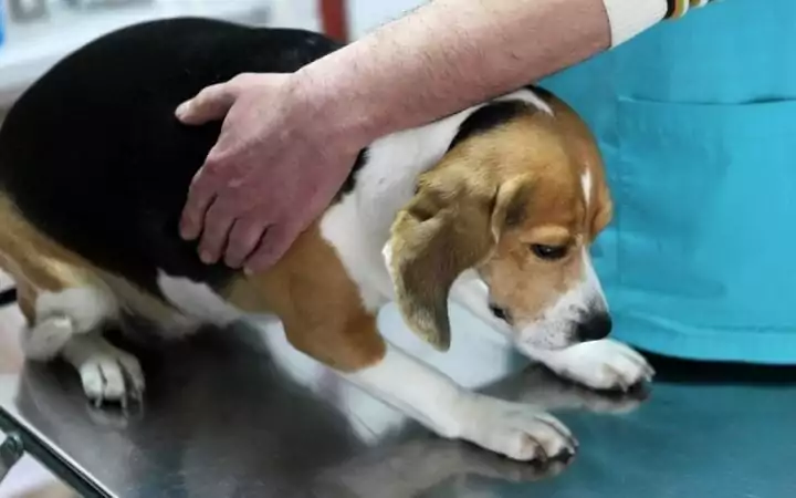 Preparing for surgical correction of inguinal hernia in dogs | I love veterinary