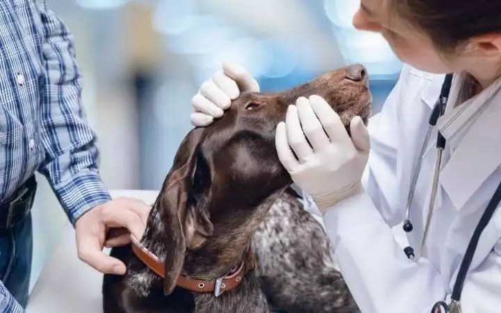 Dog examination at veterinary clinic I love veterinary