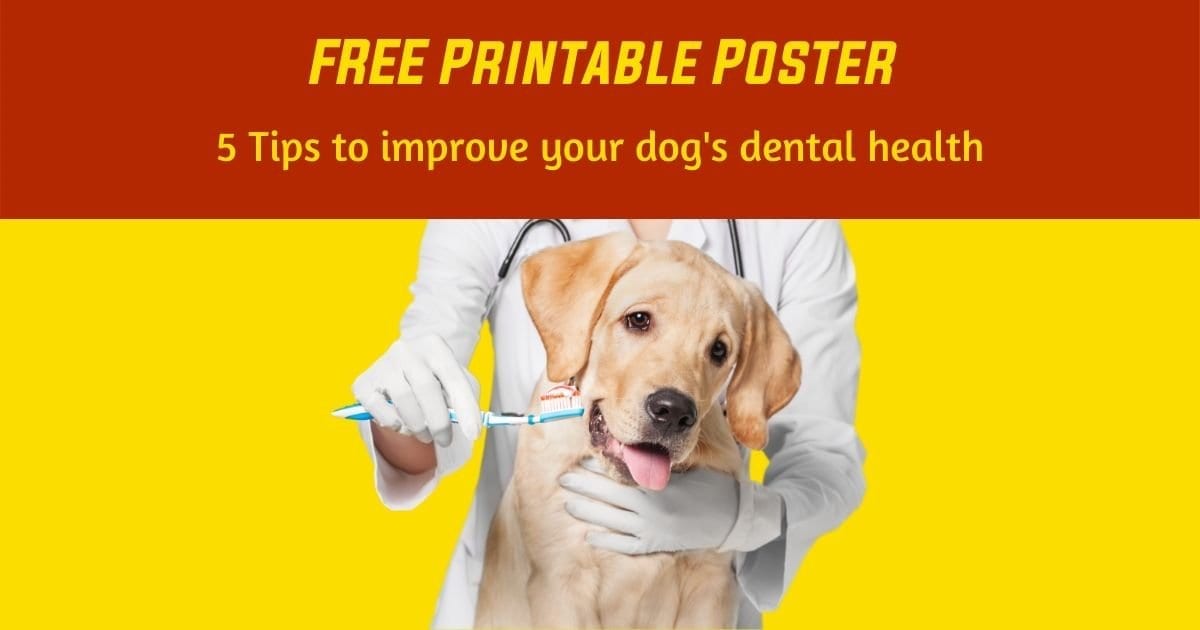 FREE Printable Poster Dental Health Month I Love Veterinary