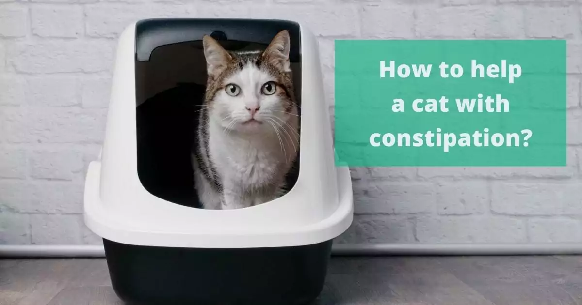 How to help a cat with constipation I love veterinary