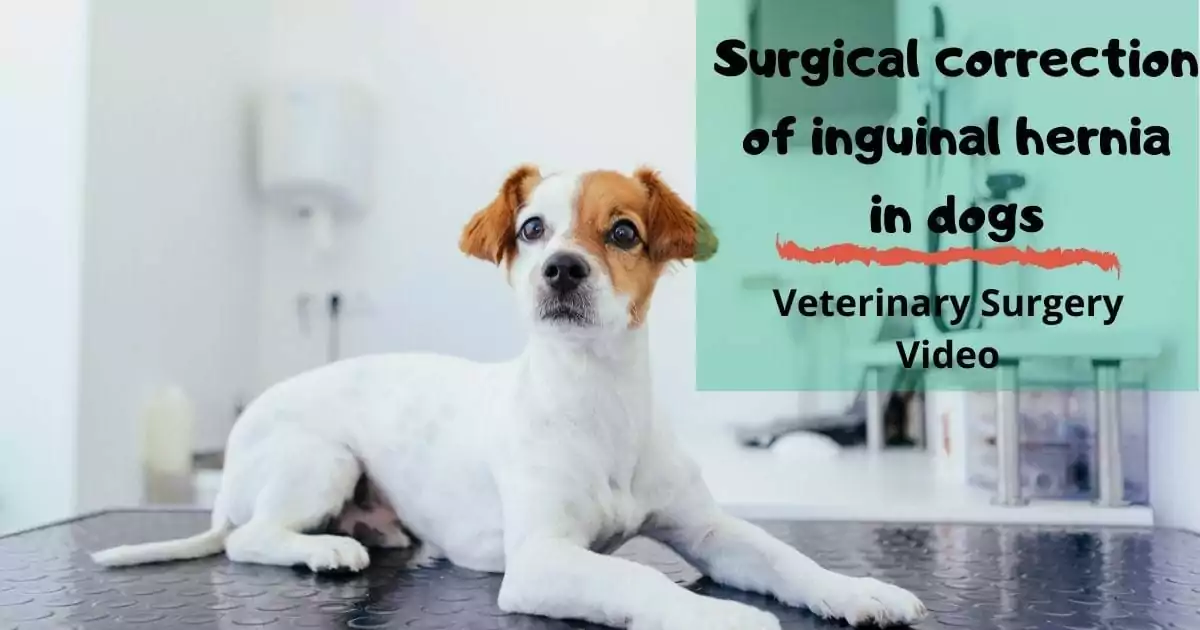 Surgical correction of inguinal hernia in dogs | I love veterinary