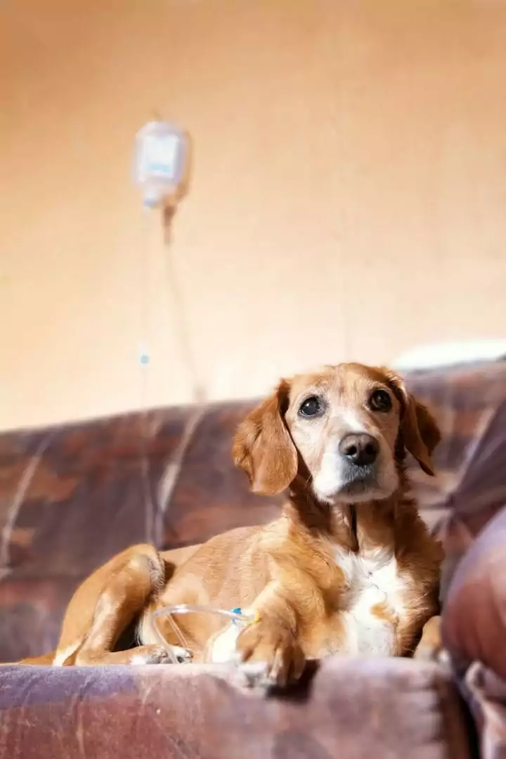 Dog taking Intravenous-fluids - I love veterinary