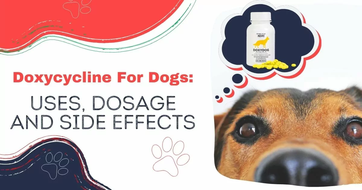 Doxycycline For Dogs