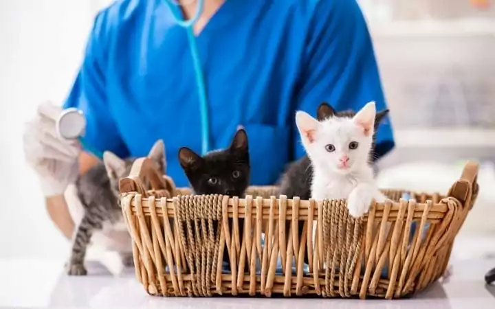 Kittens in the basket at the veterinary clinic | I love veterinary
